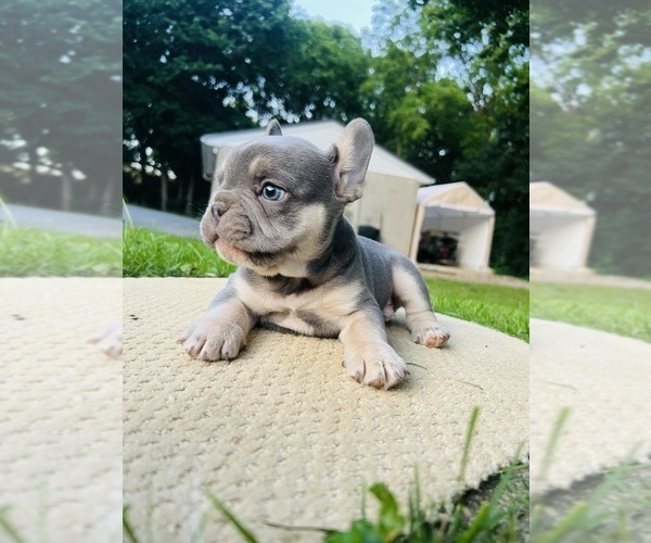 Medium Photo #1 French Bulldog Puppy For Sale in HONEY BROOK, PA, USA