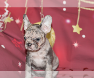 French Bulldog Puppy for sale in REDMOND, WA, USA