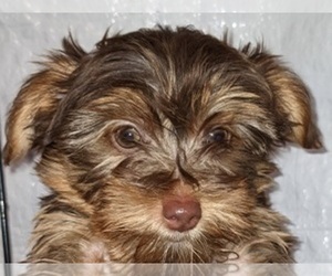 Yorkshire Terrier Puppy for sale in MIDDLETOWN, DE, USA