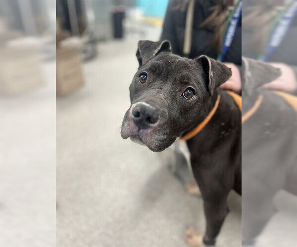 Medium Photo #1 Staffordshire Bull Terrier Puppy For Sale in Louisville, KY, USA