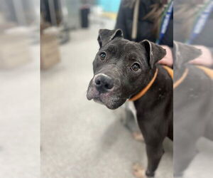 Staffordshire Bull Terrier Dogs for adoption in Louisville, KY, USA