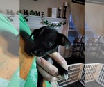 Puppy 8 Chihuahua