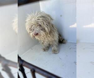 Poodle (Miniature) Dogs for adoption in Houston, TX, USA