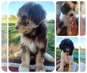 Goldendoodle-Poodle (Standard) Mix Puppy for sale in CROSSVILLE, TN, USA