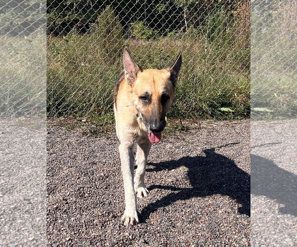 Medium Photo #6 German Shepherd Dog Puppy For Sale in Webster, WI, USA