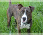 Small American Bulldog Mix