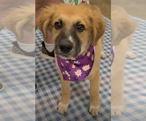 Dory (AL) - Female Anatolian Pyrenees Dog for Adoption - Photo #2