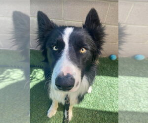 Border Collie-Unknown Mix Dogs for adoption in Lakewood, CO, USA
