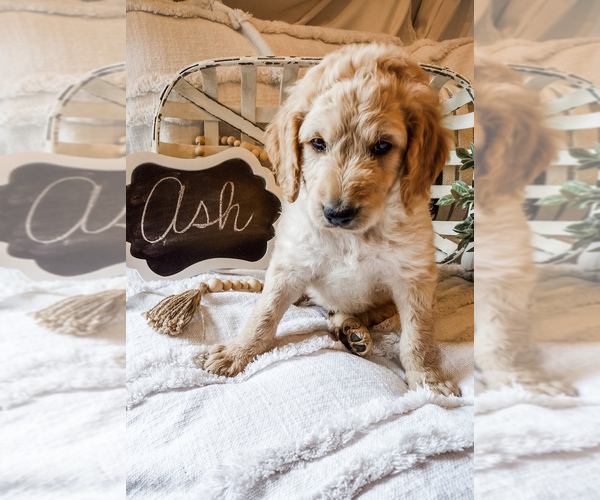 Medium Photo #5 Goldendoodle Puppy For Sale in MARQUAND, MO, USA