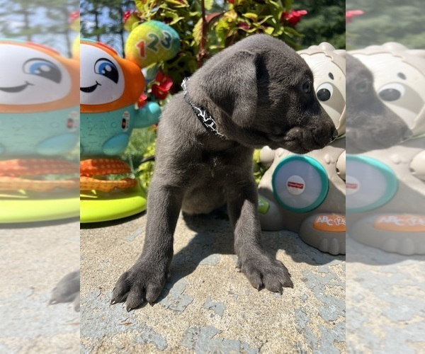 Medium Photo #4 Labrador Retriever Puppy For Sale in NEOLA, WV, USA