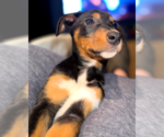 Small #17 Doberman Pinscher Mix