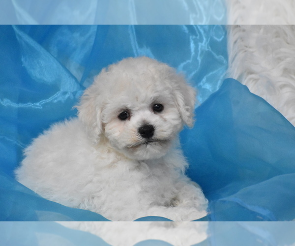 Medium Photo #1 Bichon Frise Puppy For Sale in ELDORADO, OH, USA