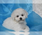 Small Photo #1 Bichon Frise Puppy For Sale in ELDORADO, OH, USA