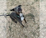 Small #6 American Pit Bull Terrier Mix