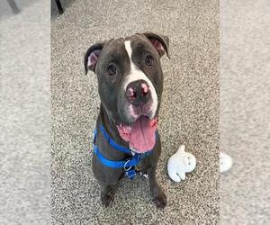 Mutt Dogs for adoption in Boston, MA, USA