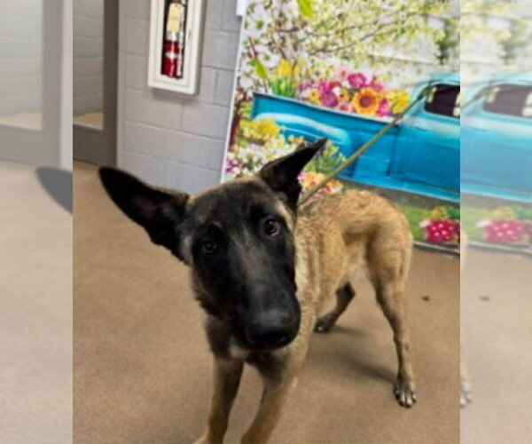 Medium Photo #2 Mutt Puppy For Sale in Imlay City, MI, USA