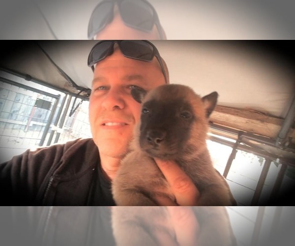 Medium Photo #1 Belgian Malinois Puppy For Sale in PASKENTA, CA, USA