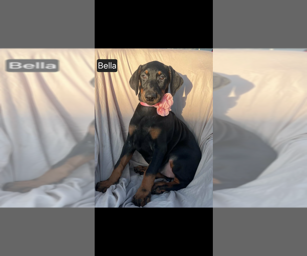 Medium Photo #5 Doberman Pinscher Puppy For Sale in POMEROY, OH, USA