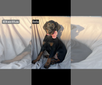 Small #4 Doberman Pinscher