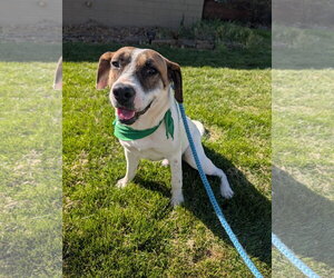 Treeing Walker Coonhound-Unknown Mix Dogs for adoption in Green Forest, AR, USA