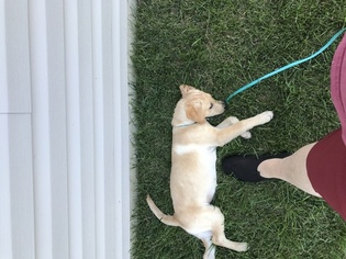 Labrador Retriever Puppy for sale in INWOOD, WV, USA