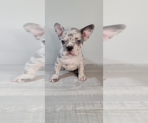 French Bulldog Puppy for sale in INDIANAPOLIS, IN, USA