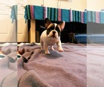 Small Photo #1 French Bulldog Puppy For Sale in VISALIA, CA, USA