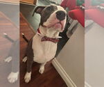 Small #10 American Staffordshire Terrier Mix