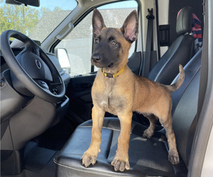 Medium Belgian Malinois