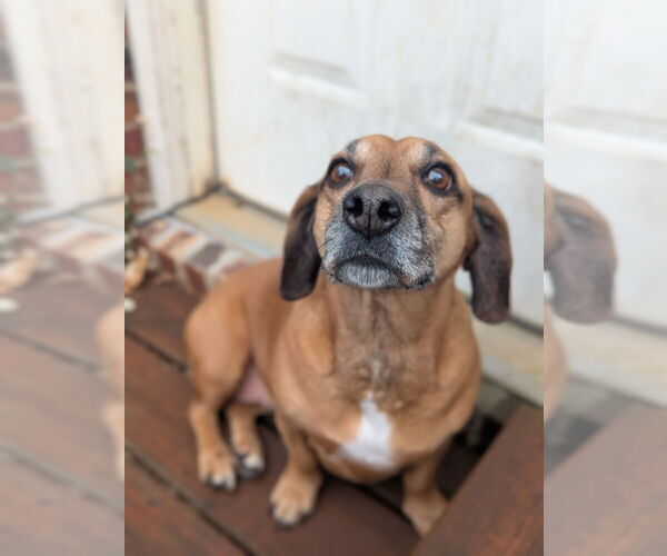 Medium Photo #3 Dachshund-Unknown Mix Puppy For Sale in Mooresville, NC, USA