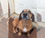 Small #2 Dachshund Mix