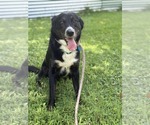 Small #3 Collie Mix