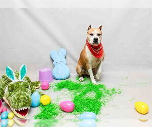 ROCK - Male Mutt Dog for Adoption - Photo #2