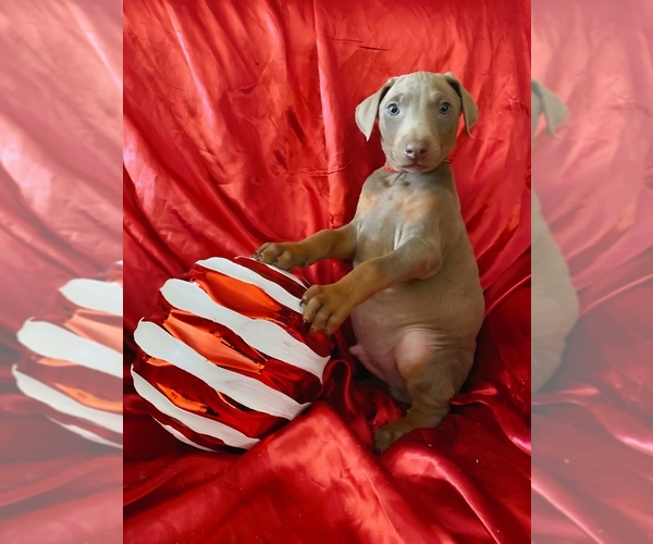 Medium Photo #2 Doberman Pinscher Puppy For Sale in YUCCA VALLEY, CA, USA