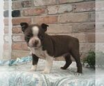 Small Boston Terrier