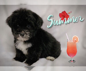 Maltese-Morkie Mix Puppy for sale in SAN FRANCISCO, CA, USA