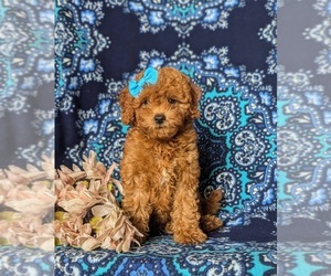 Goldendoodle (Miniature) Puppy for sale in COCHRANVILLE, PA, USA