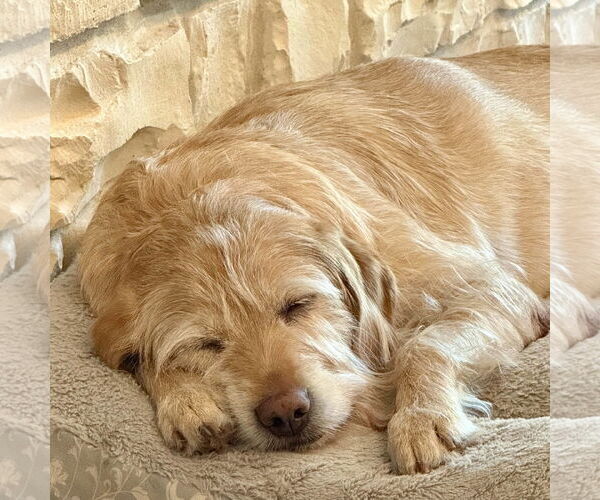 Medium Photo #3 Golden Retriever-Unknown Mix Puppy For Sale in Fort Worth, TX, USA