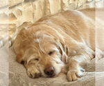 Small #2 Golden Retriever Mix