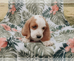 Small #2 Basset Hound