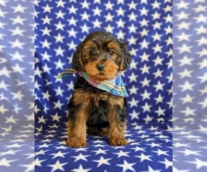 YorkiePoo Puppy for sale in LINCOLN UNIV, PA, USA