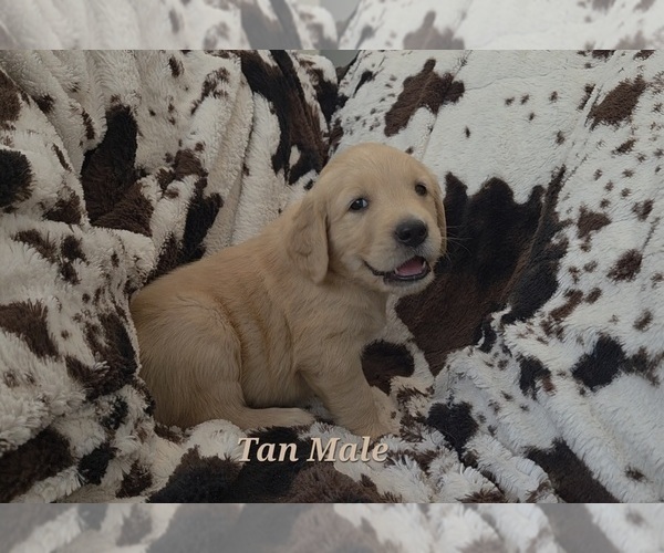 Medium Photo #3 Golden Retriever Puppy For Sale in CRAWFORDVILLE, FL, USA