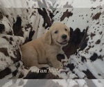 Small #2 Golden Retriever