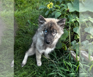 Siberian Husky Dogs for adoption in Wheaton, IL, USA