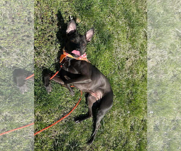 Medium Photo #4 American Pit Bull Terrier-Unknown Mix Puppy For Sale in Germantown, OH, USA
