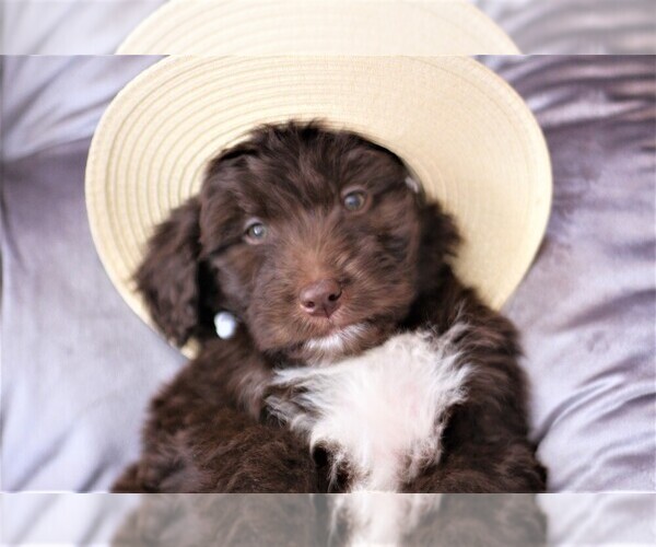 Medium Photo #6 Aussiedoodle Puppy For Sale in EDMOND, OK, USA