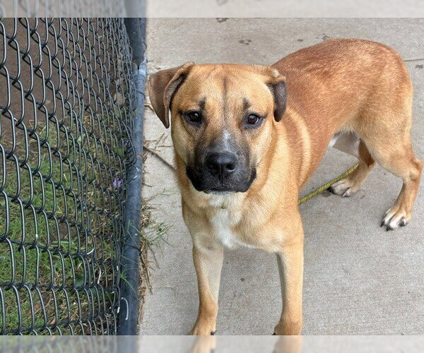 Medium Photo #1 German Shepherd Dog-Unknown Mix Puppy For Sale in Tulsa, OK, USA