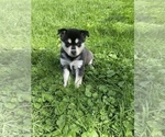 Small Photo #4 Alaskan Klee Kai Puppy For Sale in SAUGERTIES, NY, USA