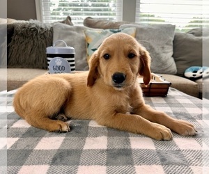 Golden Retriever Puppy for sale in INDIANAPOLIS, IN, USA