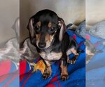 Small Photo #2 Chiweenie Puppy For Sale in Golden Valley, AZ, USA